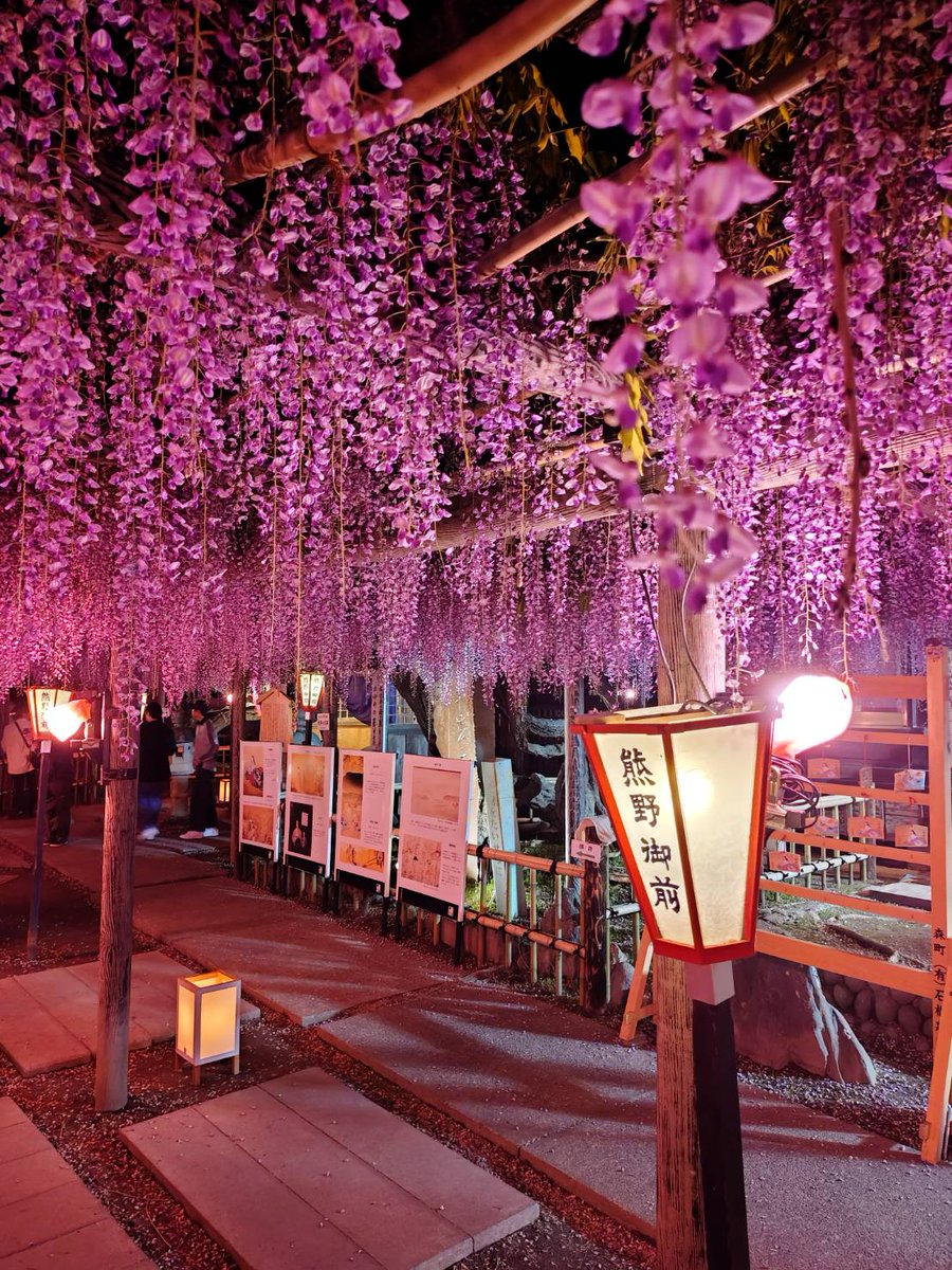 今年も家の近くのお寺で長藤が見頃になったので、見に行きました。
ライトアップされてとてもキレイです😀
鬼滅のコスプレしてる人もチラホラ。

#熊野の長藤 
#ライトアップ
#藤の花
#見頃
#鬼滅コスプレ