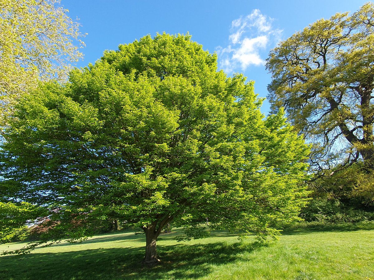 KeroBlack's tweet image. Out an about again 😊
Part 1
#nature #walk #trees #Sunshines