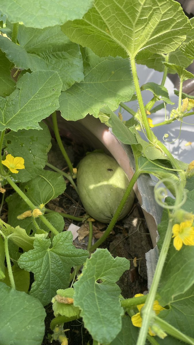 Benfeverr's tweet photo. 🍈 https://t.co/4qYbSrNvll