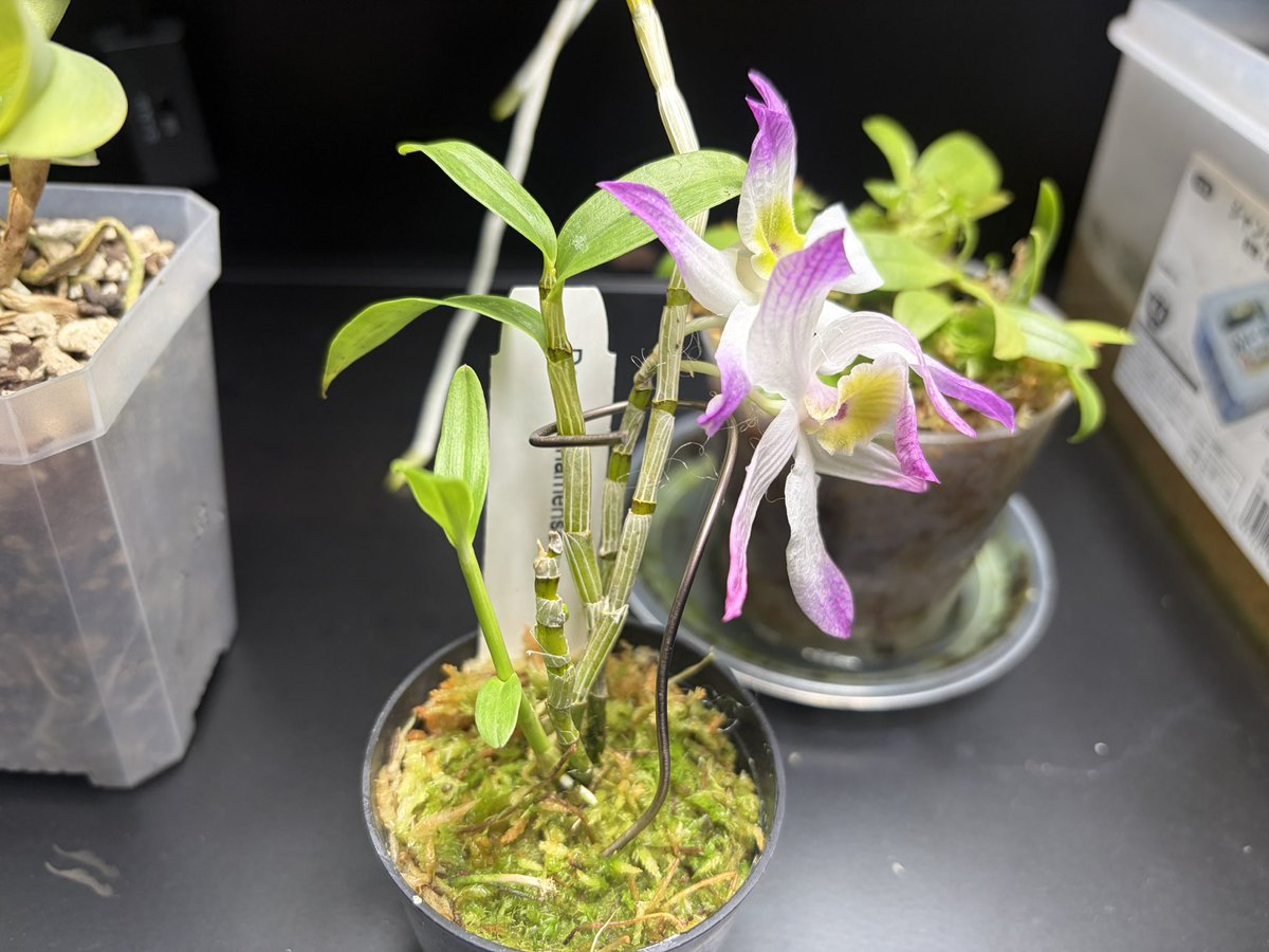 オウル・ライアー tweet media