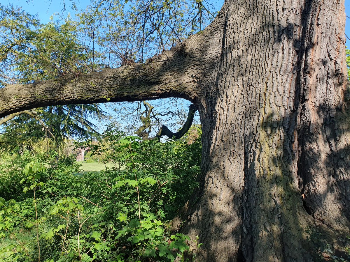 KeroBlack's tweet image. Out an about again 😊
Part 3
#nature #walk #trees #Sunshines