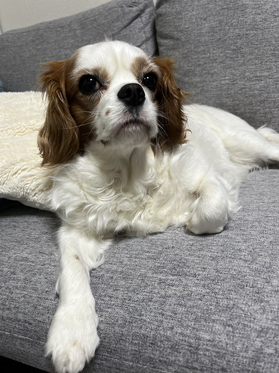 ゆり🐶飼い主（妻） tweet media
