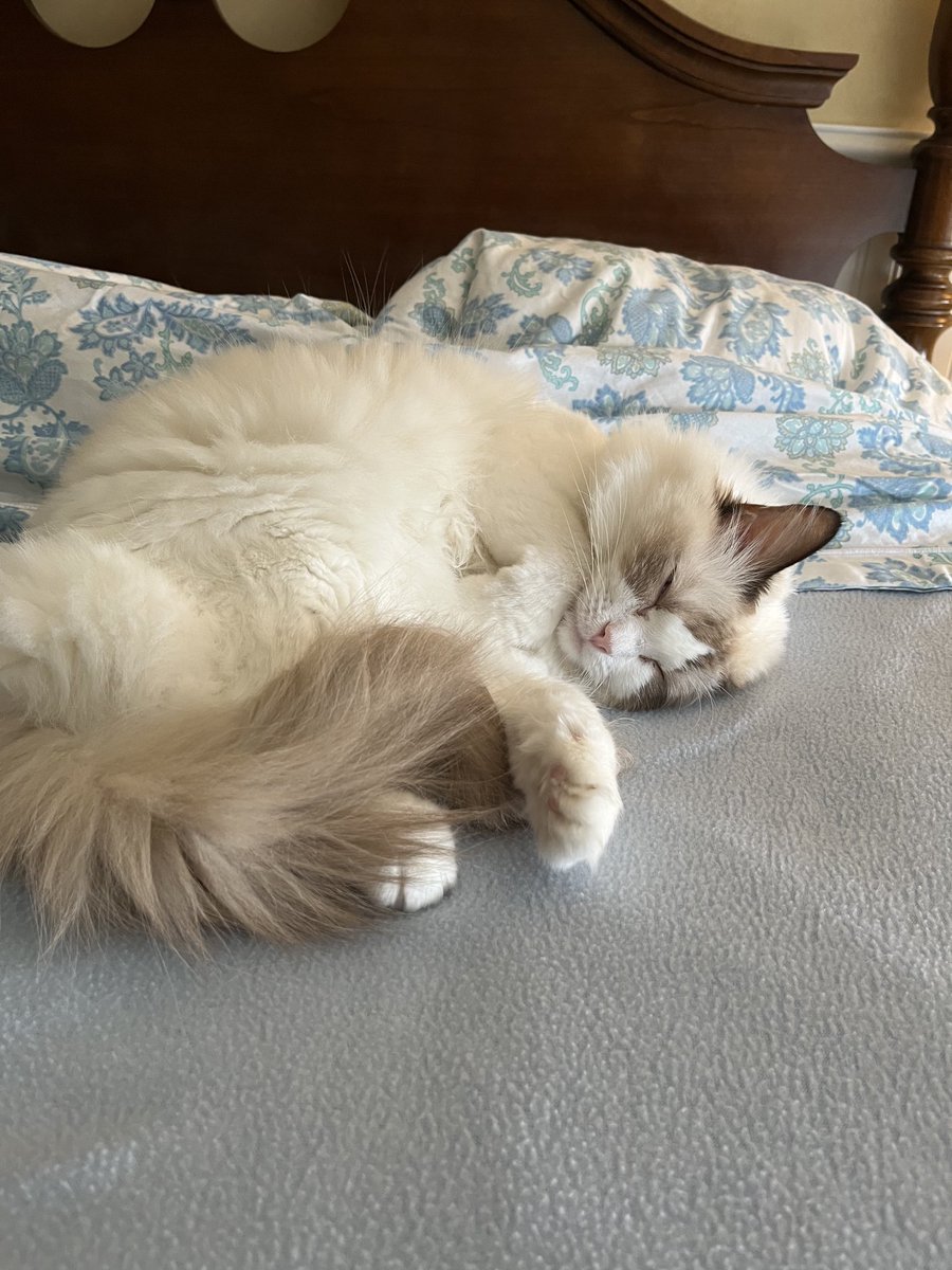 DaisyCatNine's tweet image. I’m tired from the weekend, but if you want to read, wake me up! #amreading #amwriting 

amazon.com/My-Life-Helen-…