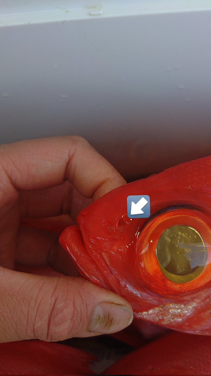 ぶっさん tweet media