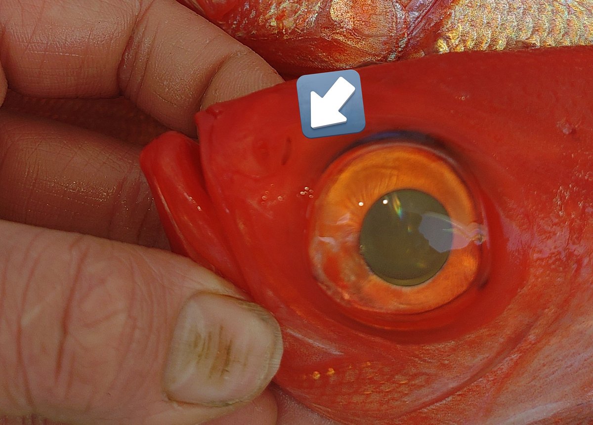 ぶっさん tweet media