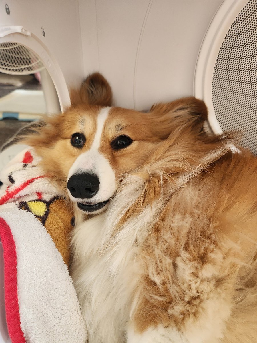 淺野薰☕️好想被踩系Vtuber tweet media