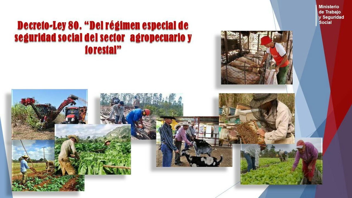 Decreto Ley 80. Régimen especial de seguridad social sector agropecuario y forestal.
👉Cobertura universal de la seguridad social.
👉Adecuada y oportuna protección de seguridad social a los trabajadores del sector agropecuario y forestal. 
#MtssCub