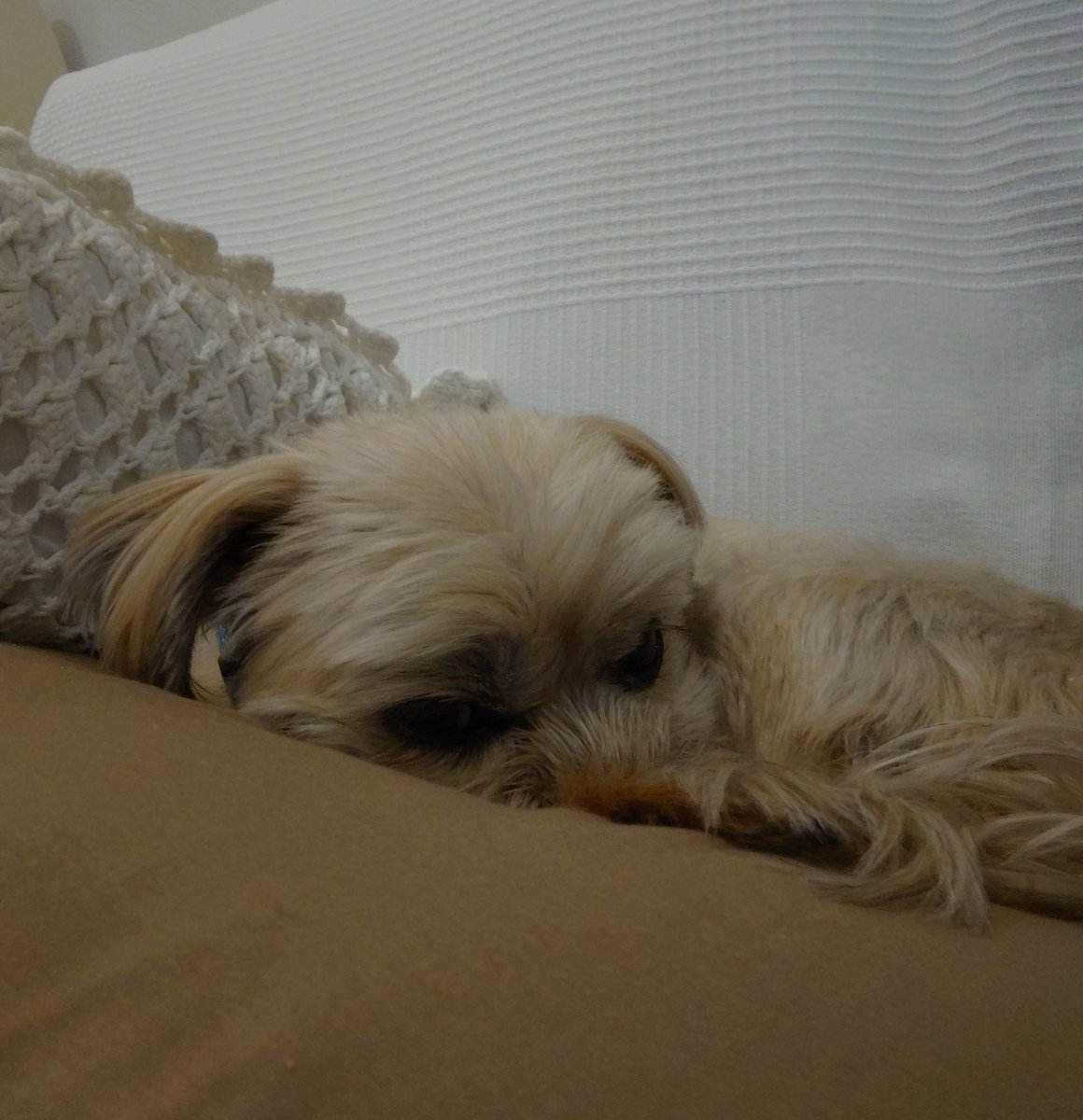 シリウス tweet media