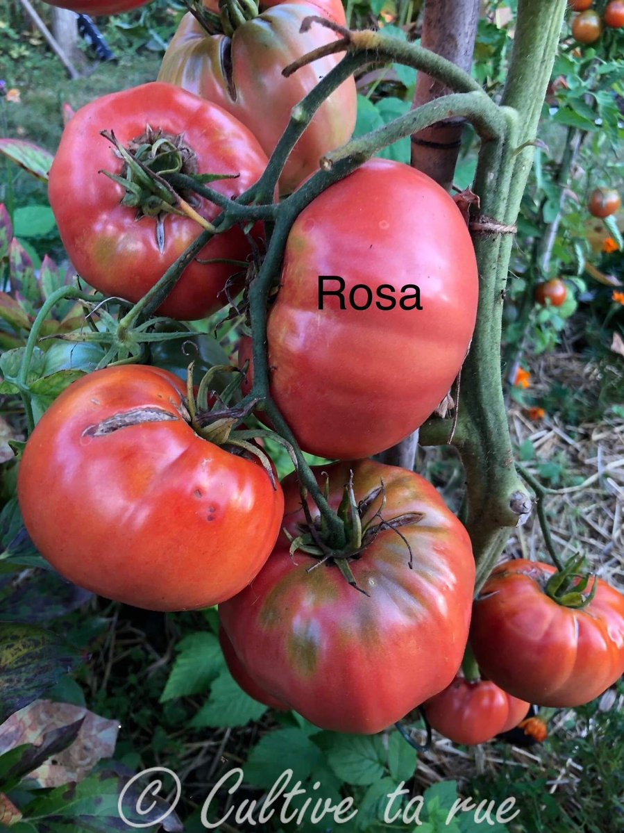 CultiveTaRue's tweet image. CULTIVE TA RUE

Rosa 

aplatie, ronde 
Bulgarie 
mi-saison 
Indéterminé 
Infos : cultivetarue.fr/produit/rosa/
#tomato #biodiversity