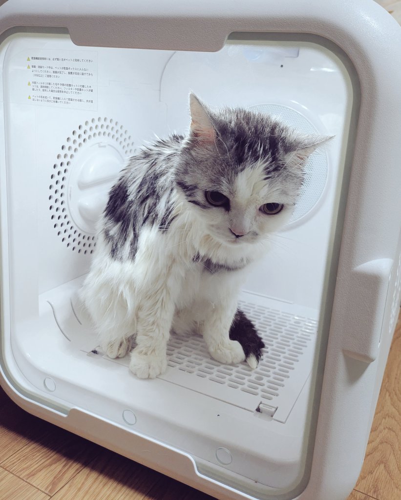 (=^･ω･^=)っまいたむ。🐰。🩵 tweet media