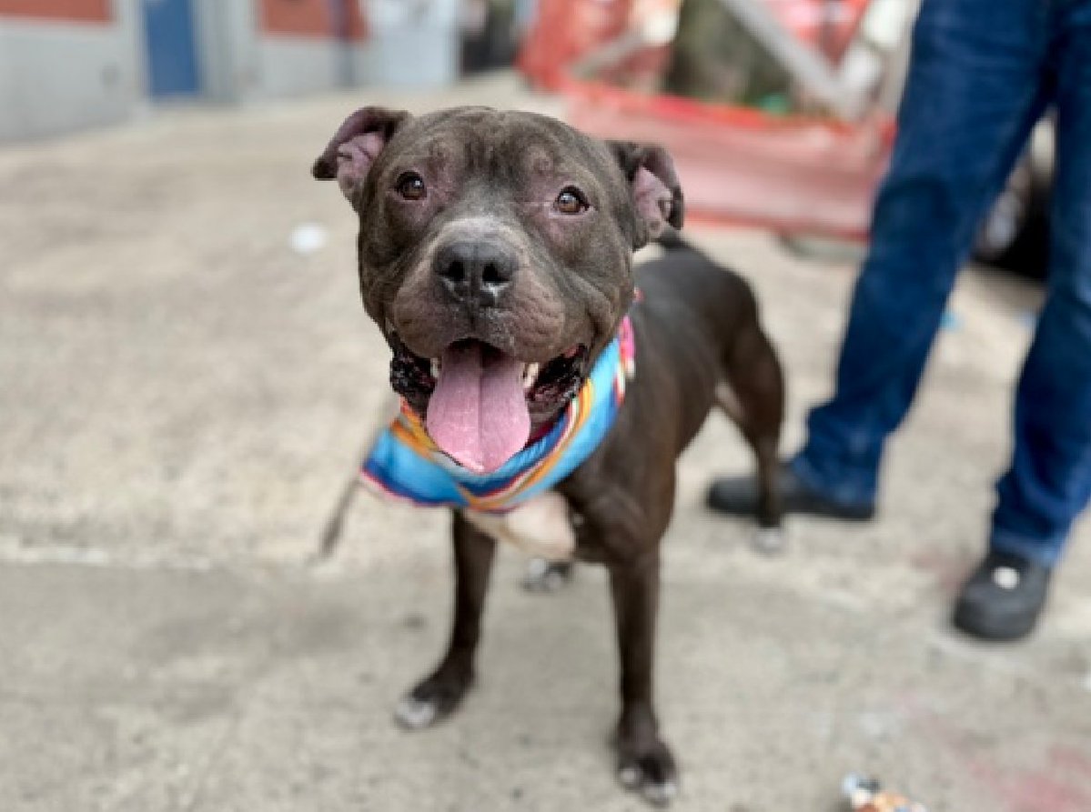 Help_CozyPaws's tweet image. King💗
#247759♂️1yr
nycacc.app/#/browse/247759
#NYCACC #RescueOnly

Social with staff, loves fetch❤️‍🩹
Has made significant improvement with treatment of his alopecia 🚑
Dog reactive in care
Needs exp all adult home

💗#foster with a #rescue or #adopt
💗#pledge bye time!

Share🙏pls⬇️