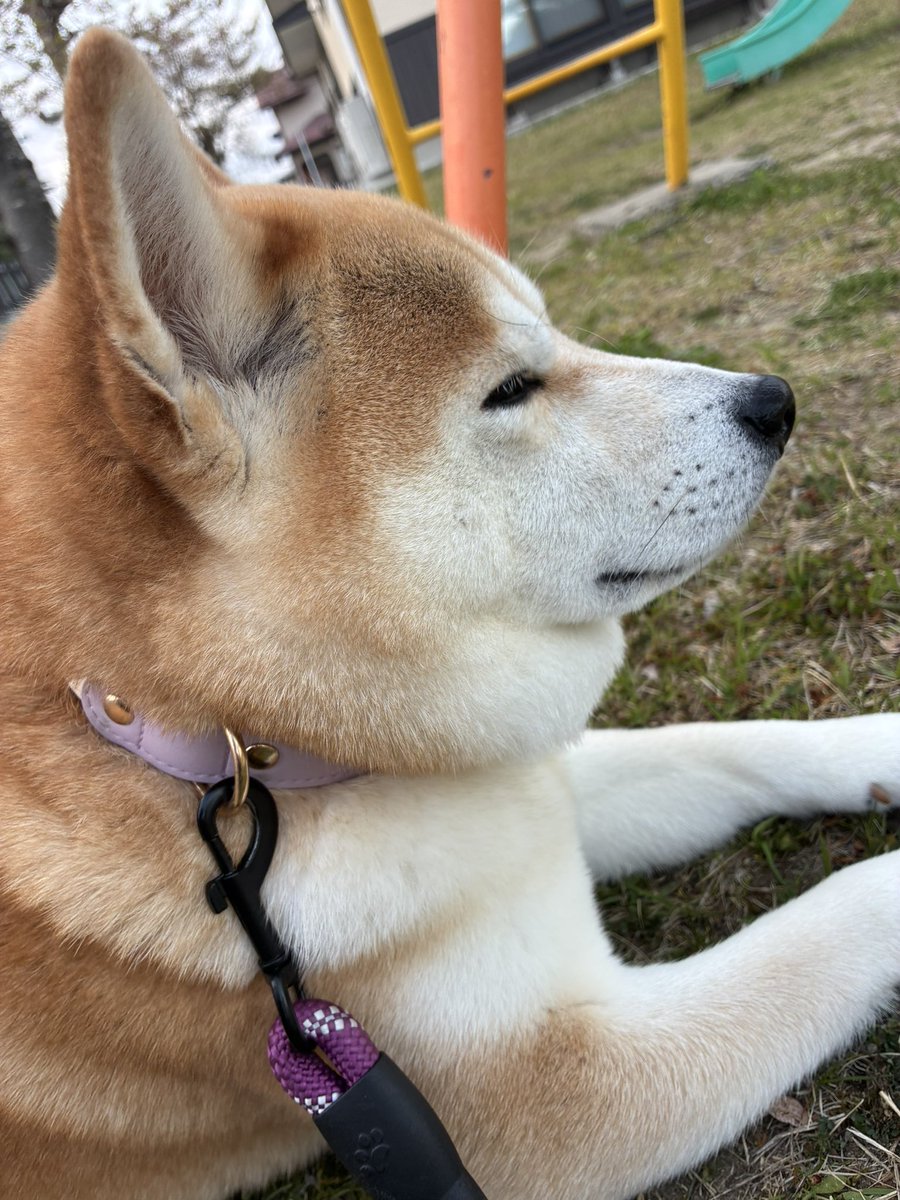 柴犬親子ナナ＆ユメ🐾🐾 tweet media