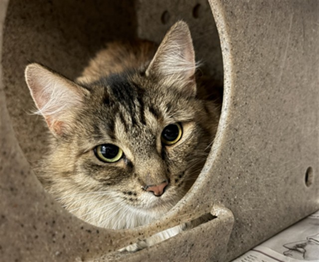 Ally Catmom tweet media