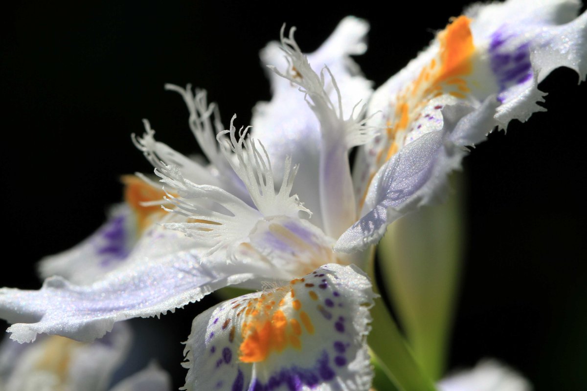 花#flowers