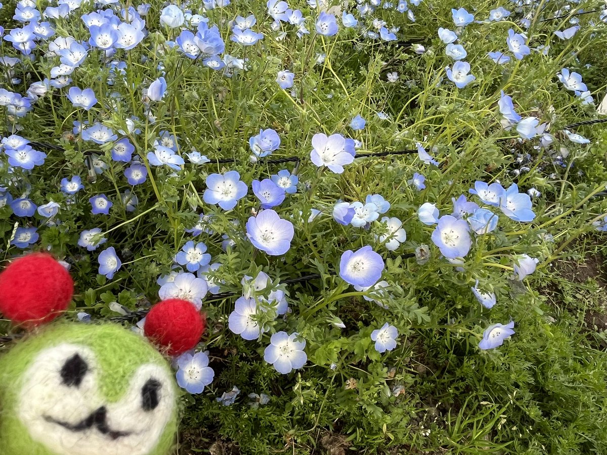 PachiMon_Death_'s tweet photo. デスみんくると舎人公園をおさんぽ https://t.co/n3hz6N9RPW