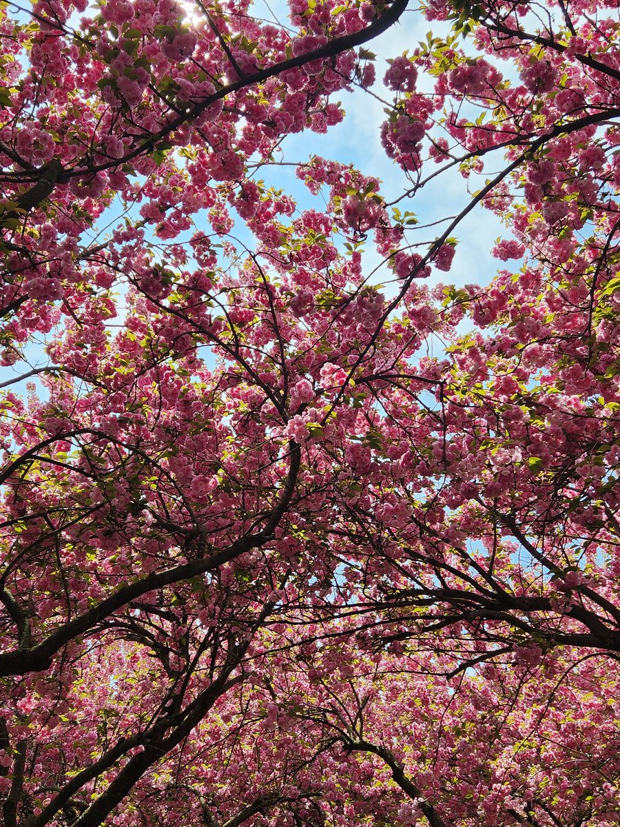 jen_one_n's tweet image. #cherryblossoms #flowerreport