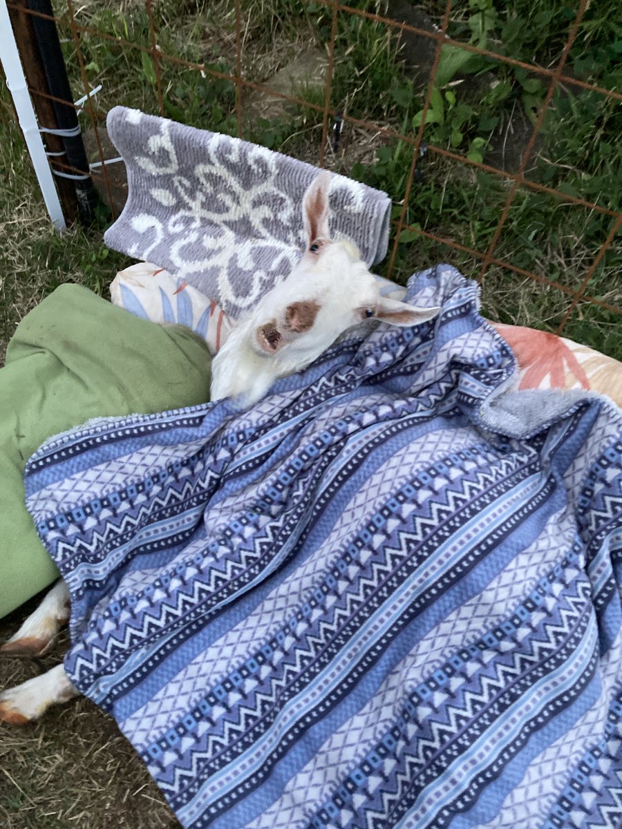 チーズと山羊大好き tweet media