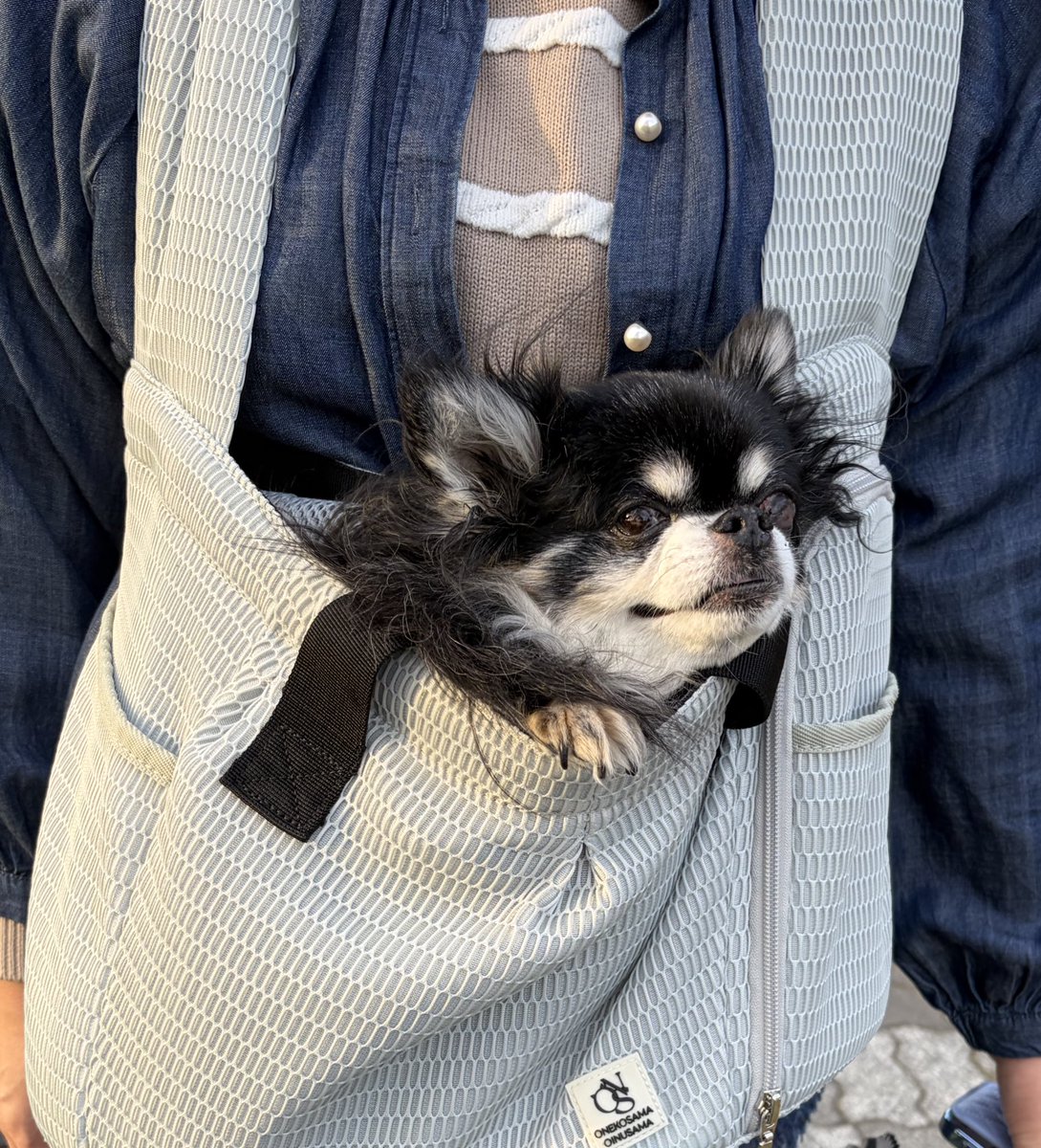 aya🐶　→はろこす　ぱるこす　えべさば tweet media