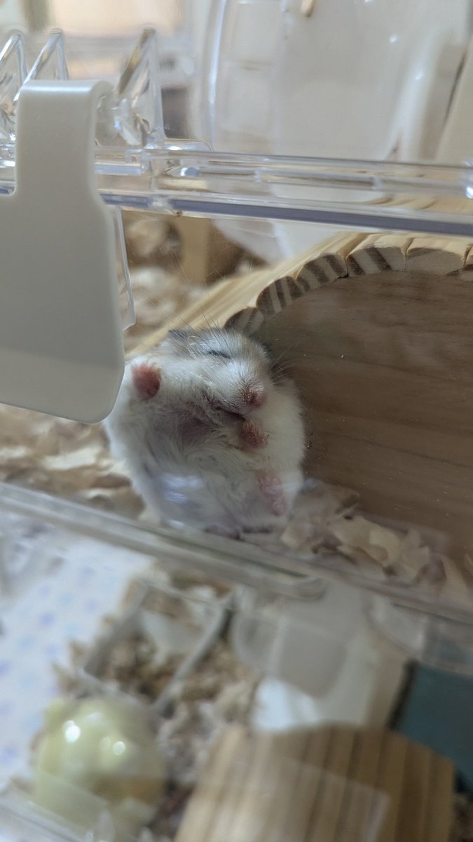 𝙃𝙖𝙢☆𝙎𝙩𝙖𝙧 tweet media