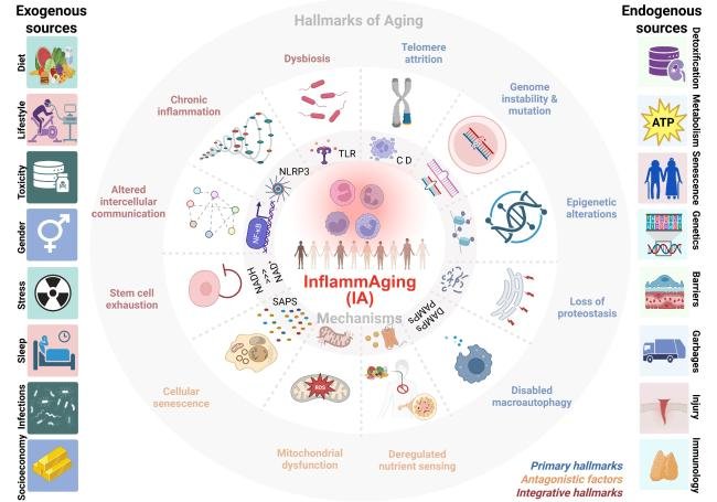 agingdoc1's tweet photo. InflammAging and Human Diversity: Expanding Horizons in Age-Related Chronic Disease

https://t.co/HlUyxLSCqp https://t.co/XnNITjyZdY