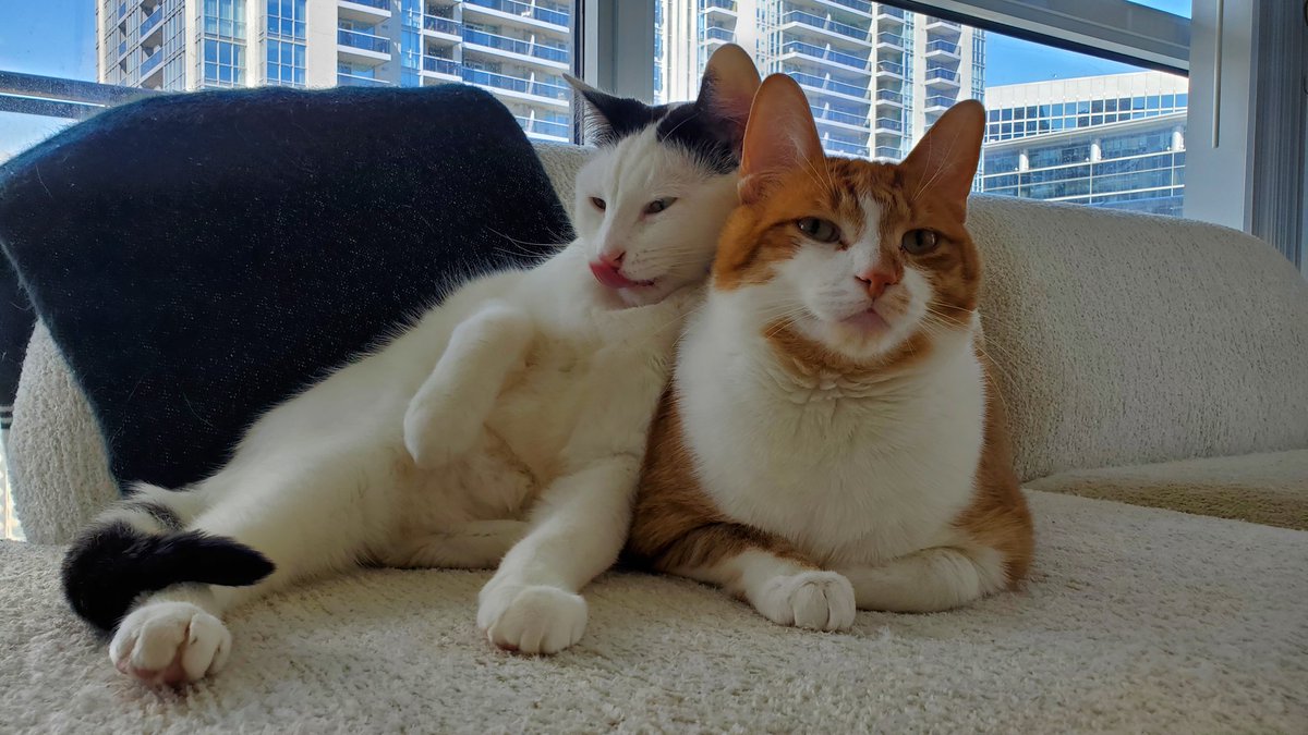 نیمو tweet media