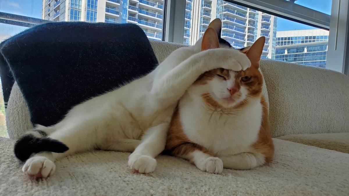 نیمو tweet media