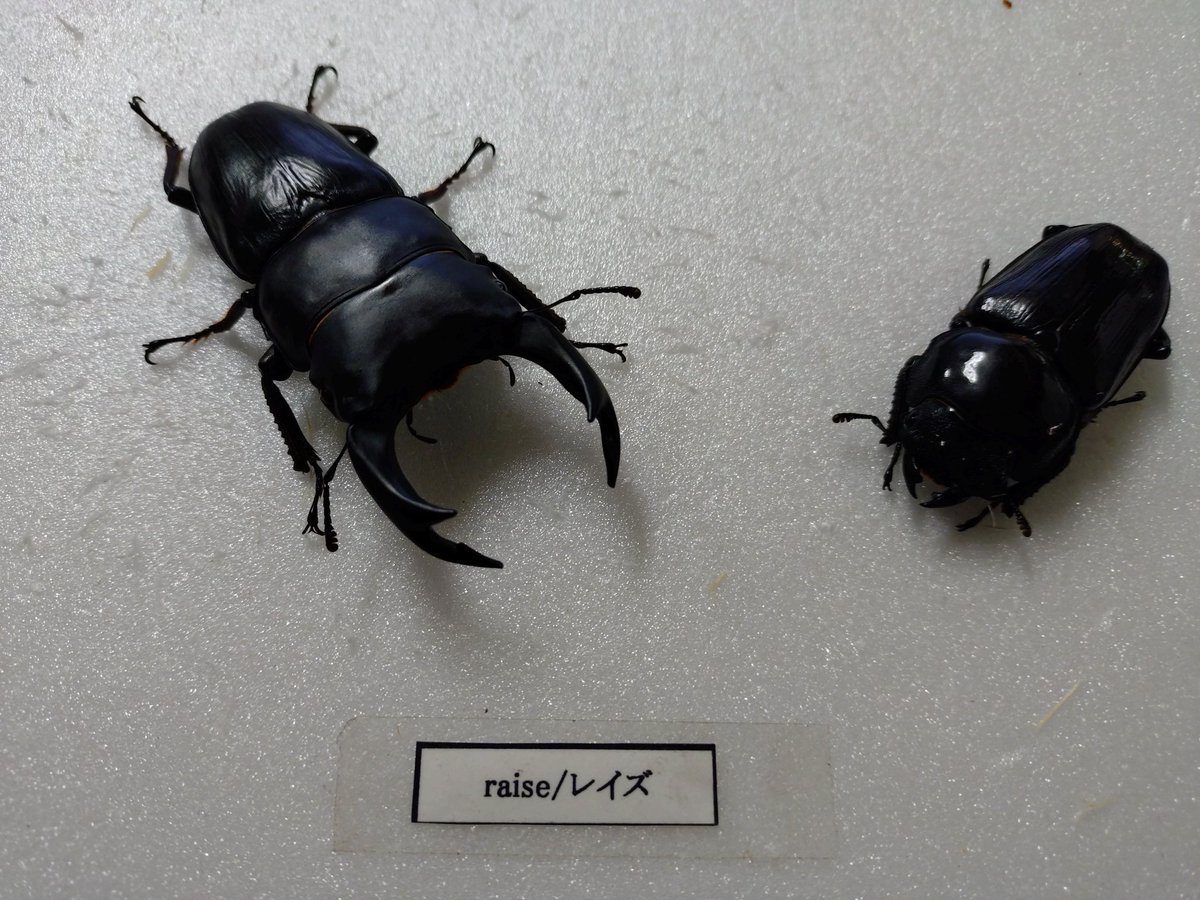 国産クワガタ】 国産オオクワガタ(能勢SR)2ペア、ツシマヒラタ 等が