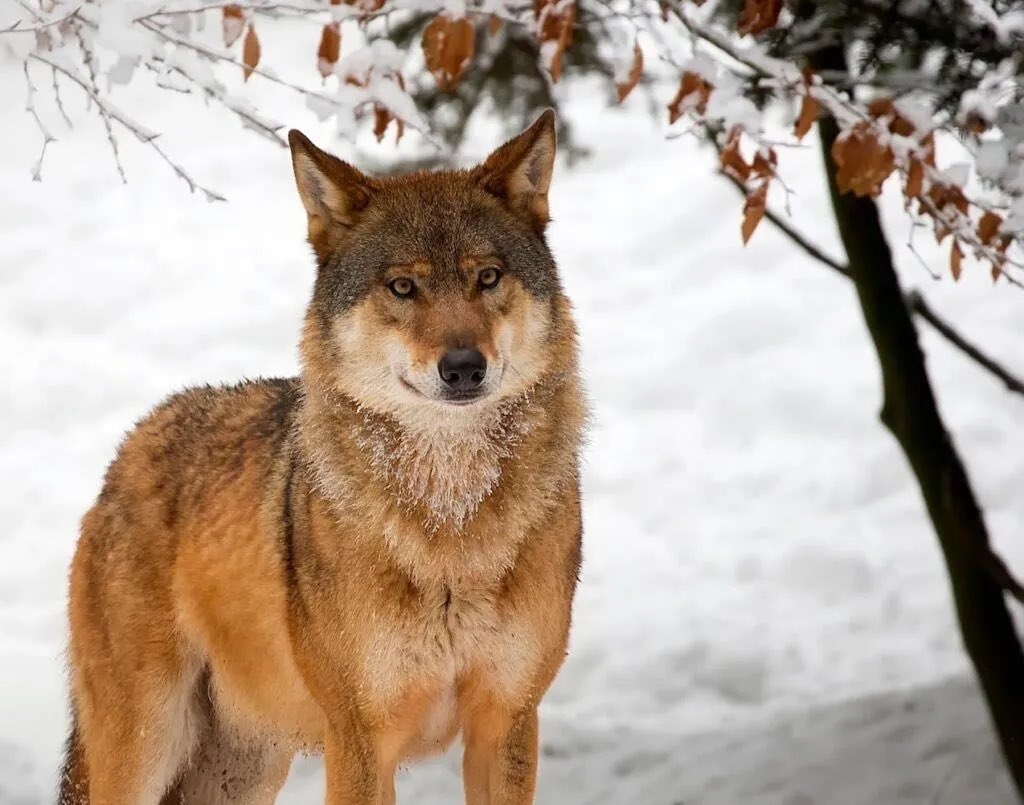 NightshadeHowle's tweet photo. Vtuber and their species!!
I’m your faithful brown wolf! https://t.co/NSweGhhHAe