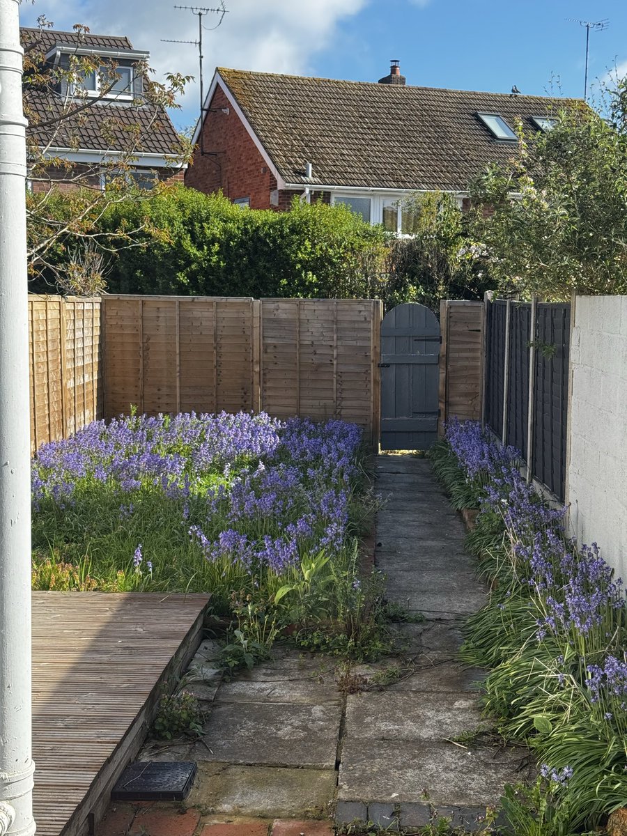 ThisIsStapes's tweet photo. @DrAllyLouks My garden at the weekend. https://t.co/mhS5mWAHCW