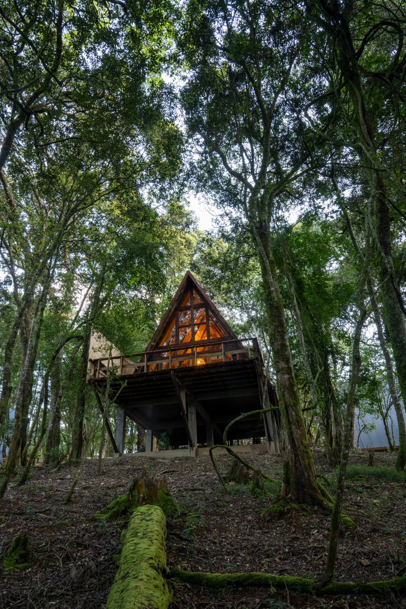 African Parks tweet media