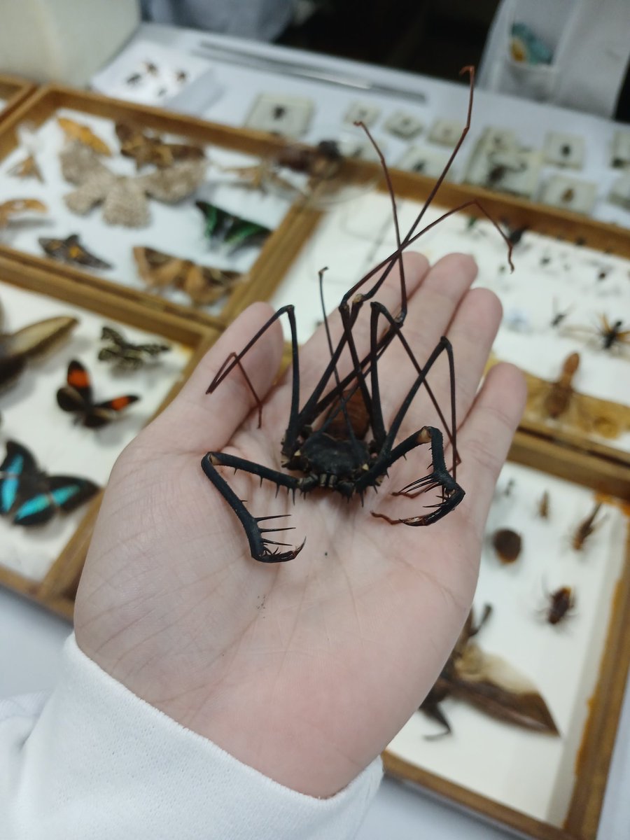 dodo 🐾 tweet media