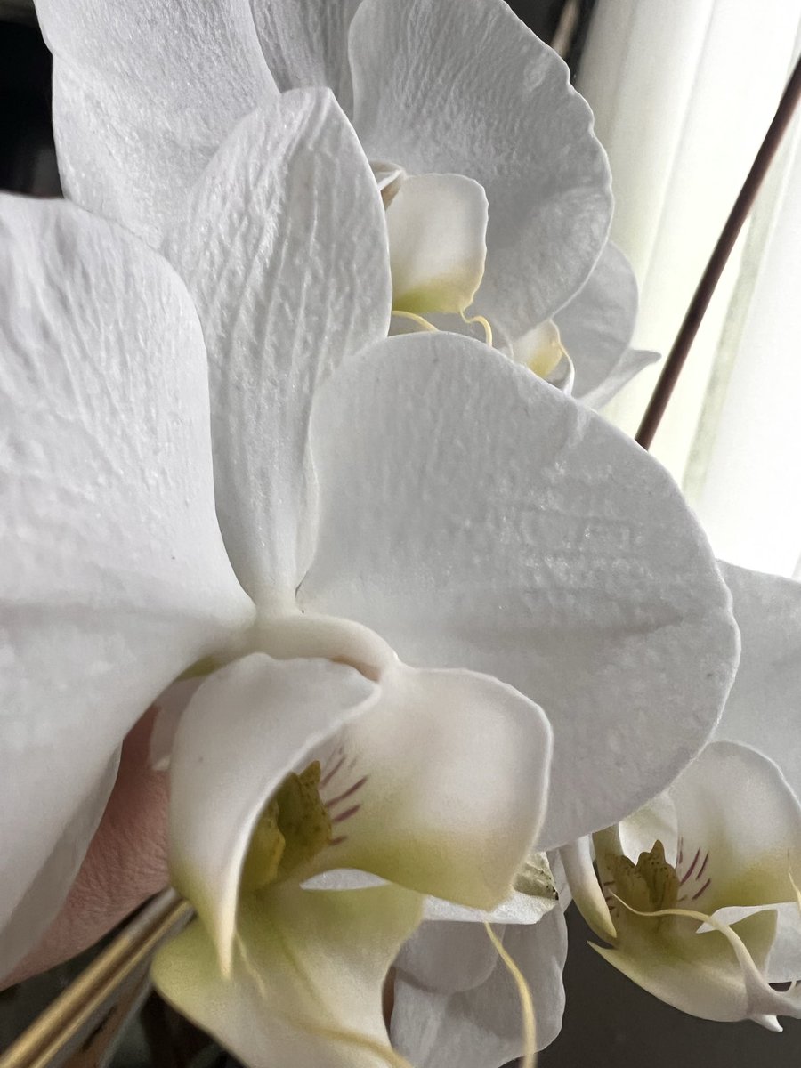 ЦарицаМарияМилославская tweet media