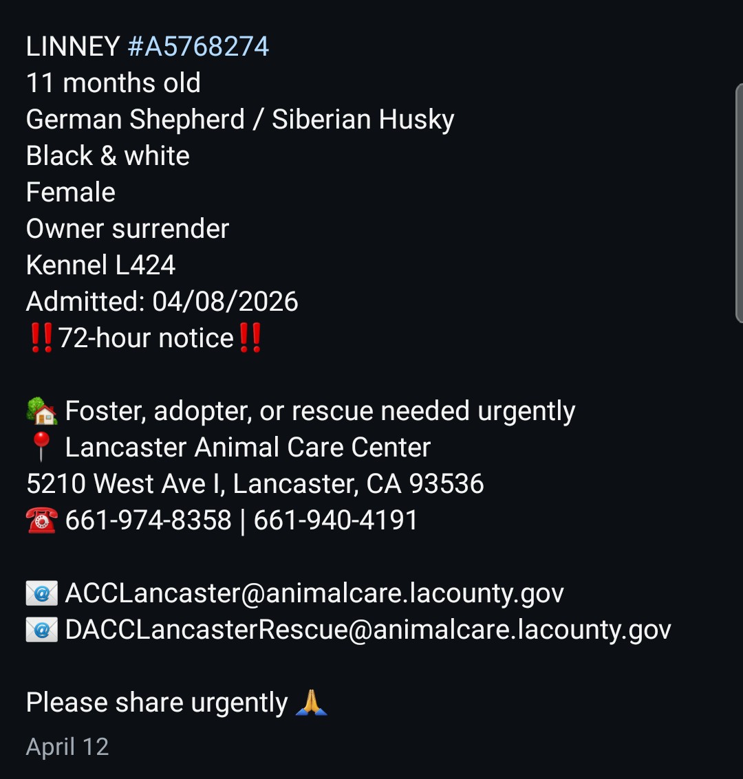 8415_n's tweet image. Correction: 
So many pups &amp;amp; locations... 🥲

Please meet sweet #shepsky girl Linney in #Lancaster, not in Palmdale. 

#LaCounty #losangeles #la #socal #husky #gsd #shepherd #dogrescue #dogfoster #fosterme #fosterneeded #adoptdontshop