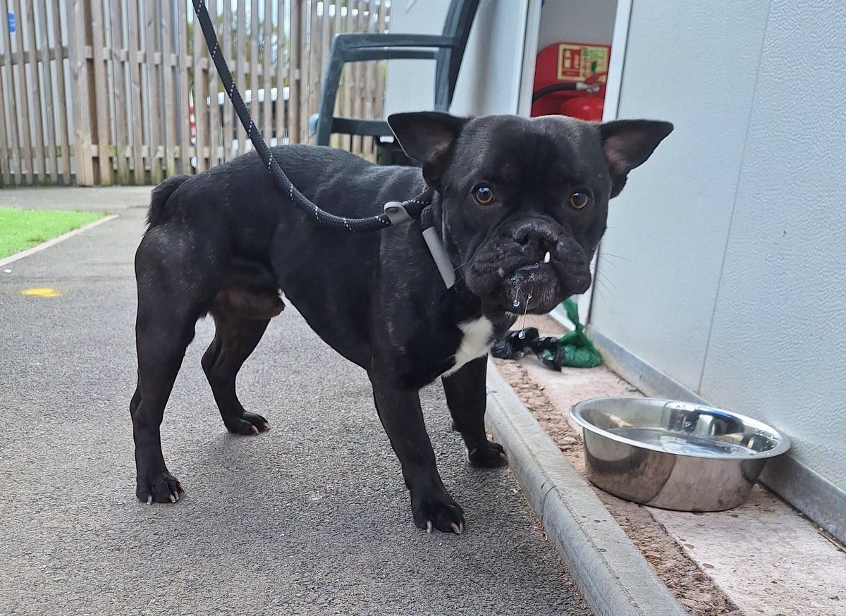 Please retweet to help find the owner or a rescue space for this stray/abandoned dog found #COVENTRY #UK 
💔💔💔 NOW IN A COUNCIL POUND💔💔💔
Monday 20 April 2026 
FOUND DOG: Male 
AREA FOUND: Windmill Road
STRAY DOG NUMBER: 29/26
IF THIS IS YOUR DOG PLEASE CONTACT US ON:
