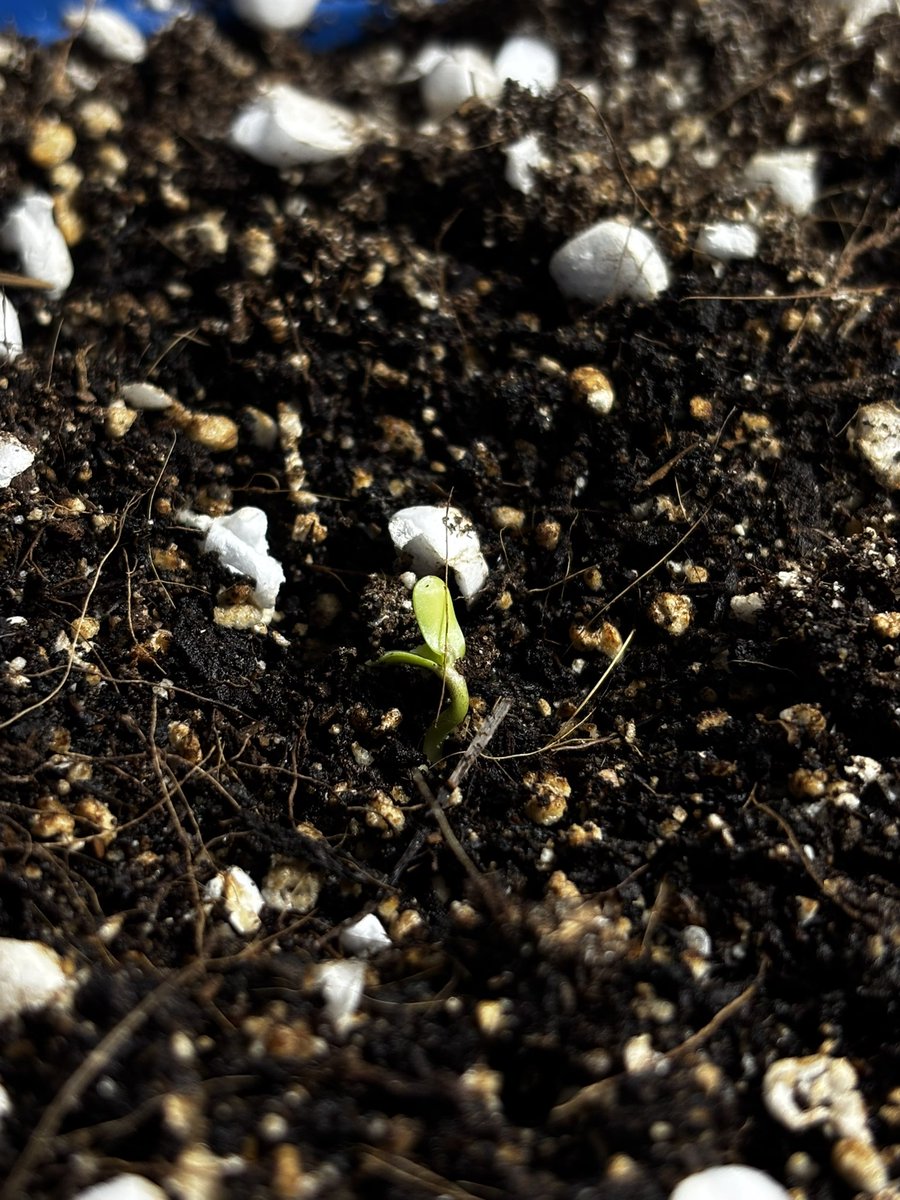 OtakuSom's tweet image. Yo ! It’s been just 2 days I planted the seed in the pot and I can see life this early . I’m so thrilled . Look at that small leaf so cute 😭😭
Follow along to see the full #seedtoharvest 

#sativa #homegrown