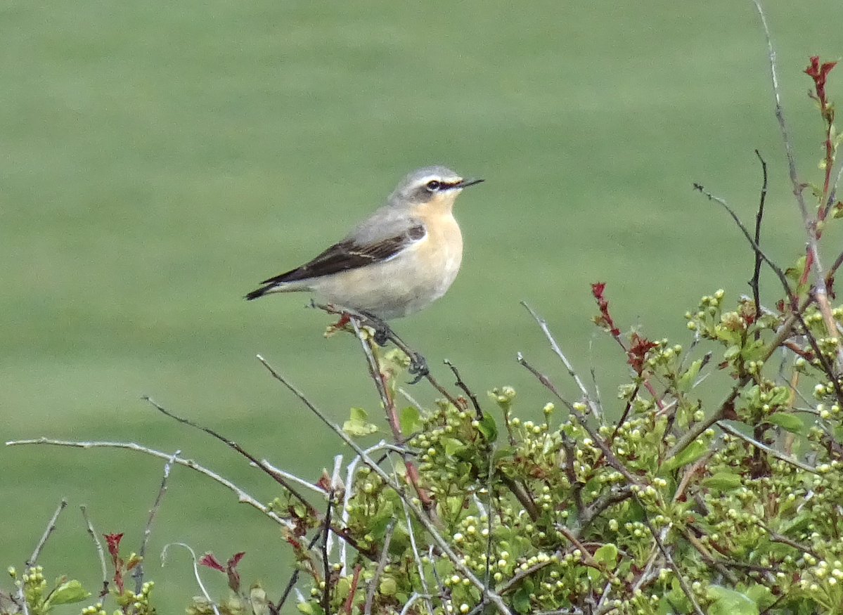 visionsofjh's tweet image. Hello spring! Wheatears at Seaford Head today @SussexWildlife @SussexBirding @BTO_Sussex @BBCSpringwatch #birding