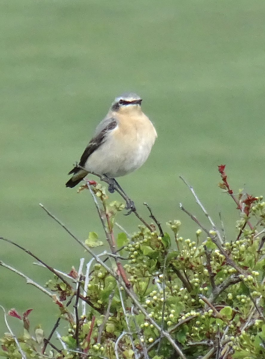 visionsofjh's tweet image. Hello spring! Wheatears at Seaford Head today @SussexWildlife @SussexBirding @BTO_Sussex @BBCSpringwatch #birding