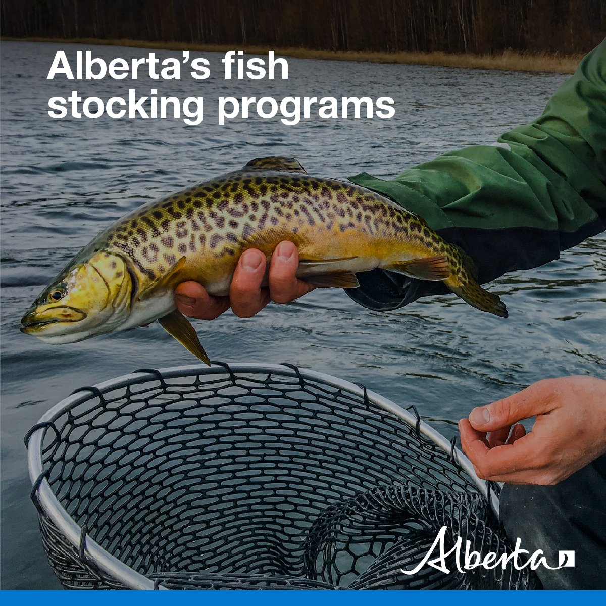 Alberta Fish and Wildlife Enforcement tweet media