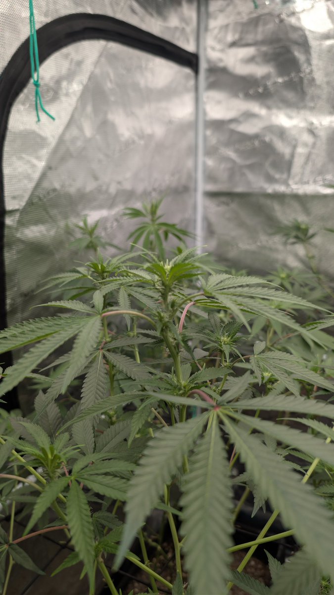Savage Hulk starting to show budset.