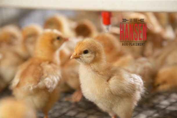 HansenAgriPLCMT's tweet image. Co-Hatchery Manager (WA-11228)
$70,000 - $80,000
Nebraska
#AgJobs #Poultry #CoHatcherManager #PoultryProduction
hansenagriplacement.com/jobs/co-hatche…