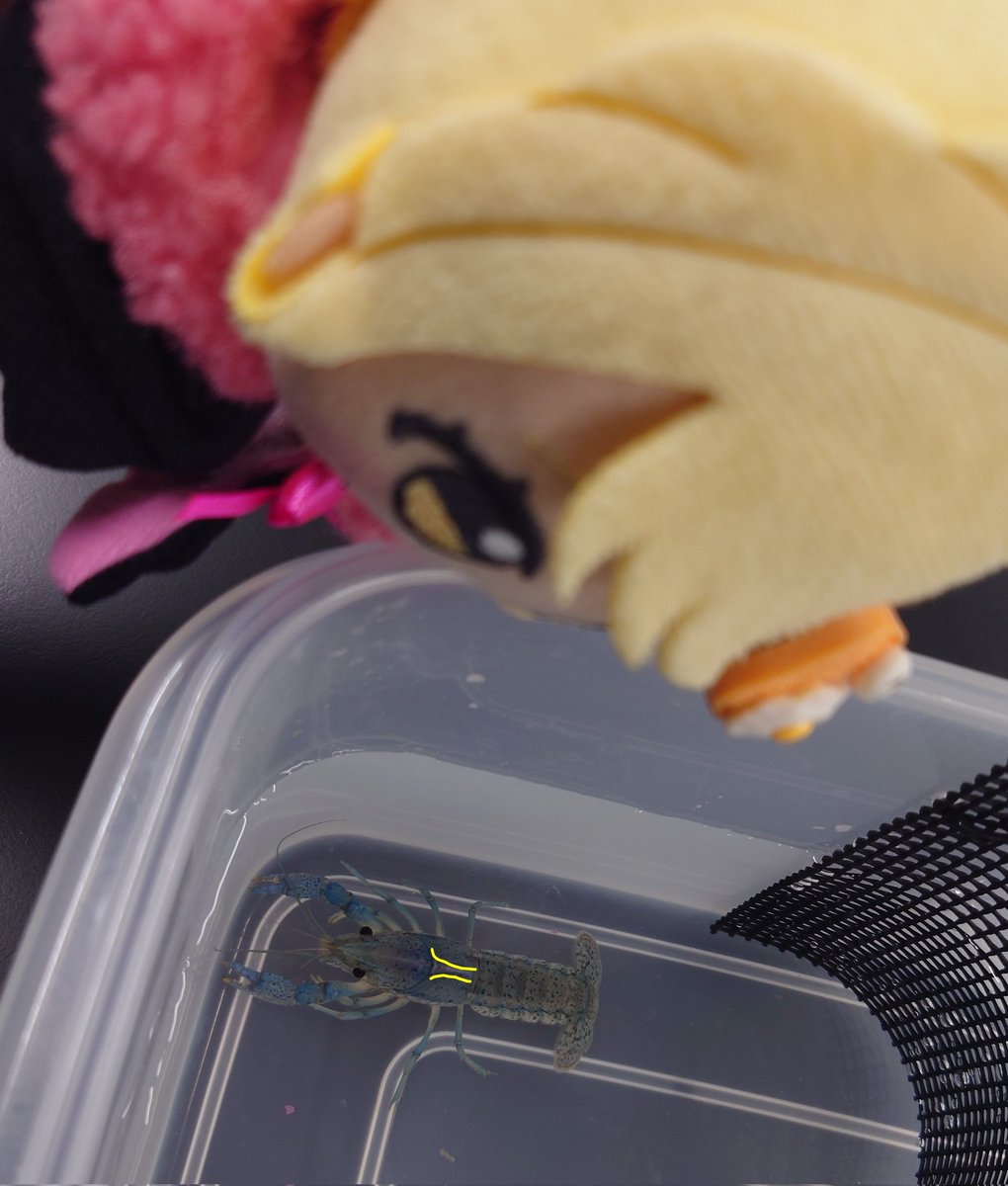 しょちょー tweet media