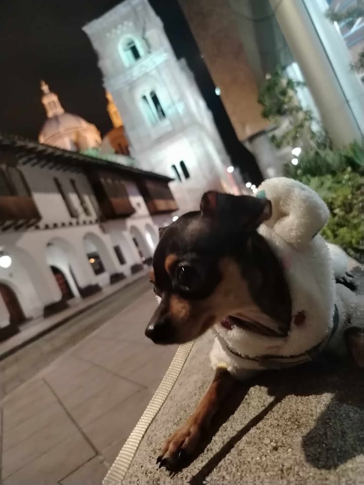AlertaMePerdi's tweet image. #PERDIDA #CUENCA
Nombre: #Kiki
Fecha: 2026-04-15
Sector: Norte, Molleturo. Estuvo en el accidente de tránsito del 15 de abril.
Sexo: Hembra
Raza: Chihuahua
Observación: Tiene las orejitas caidas
Contacto: 0960497906
¡Ayúdalo a volver con su familia!
 #AlertaMePerdí
