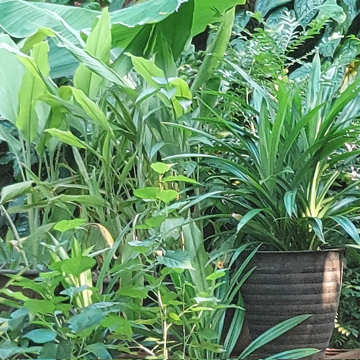 #mikamieholic tweet media