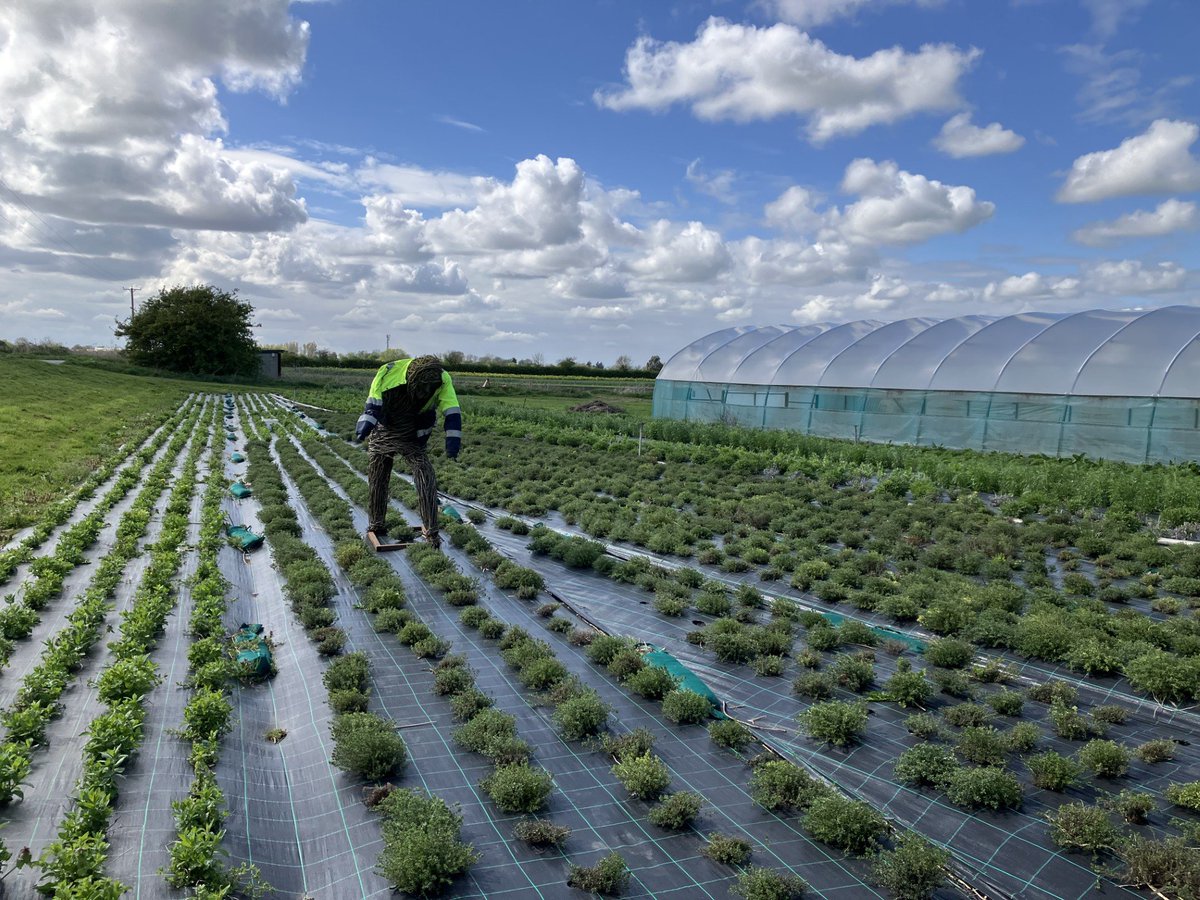 Strawberry Fields tweet media