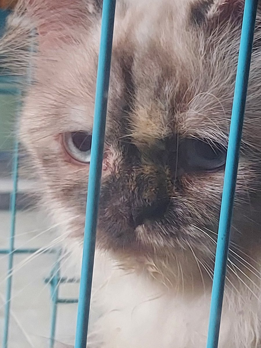 #mikamieholic tweet media