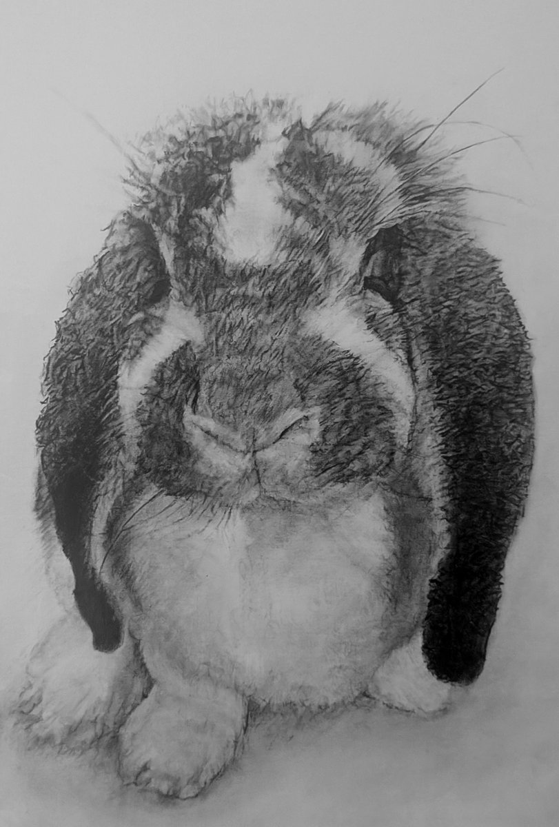 mori_tadeya's tweet photo. ウサギちゃん描かせていただきました！
モナカちゃん🐰
#鉛筆画
#うさぎ ﾁｬﾝ https://t.co/Mn0nlpd1mX