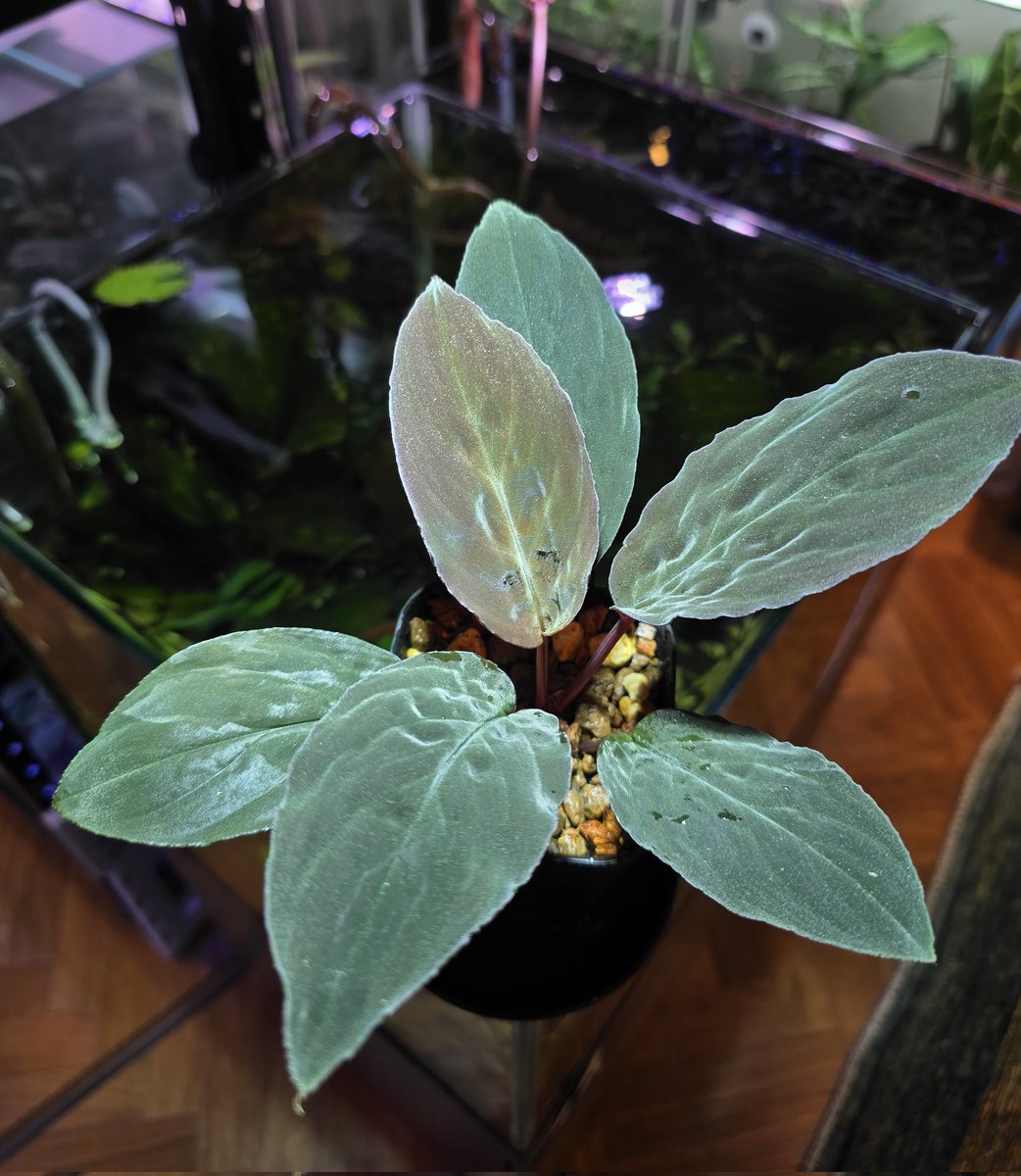 草屋(愛好家)笑 tweet media