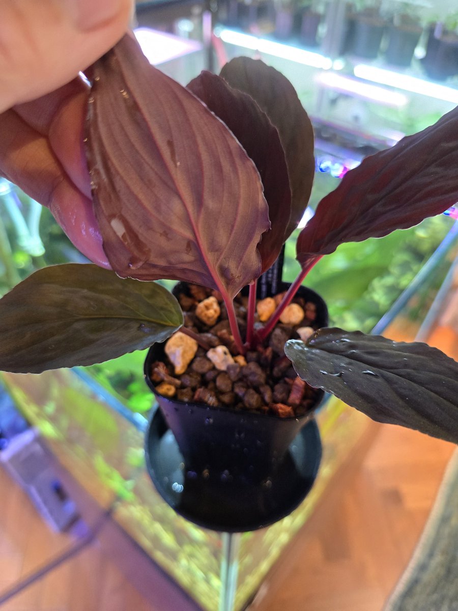 草屋(愛好家)笑 tweet media