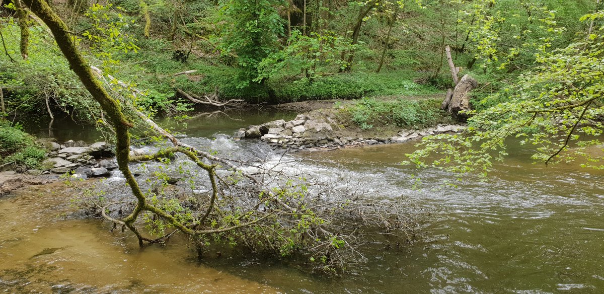 cyrildorner1's tweet image. Promenade au bord de l'eau #pourtoi #nature #photographie #photography #promenade #paysage