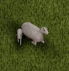 Daily Sheep! 🐑 tweet media